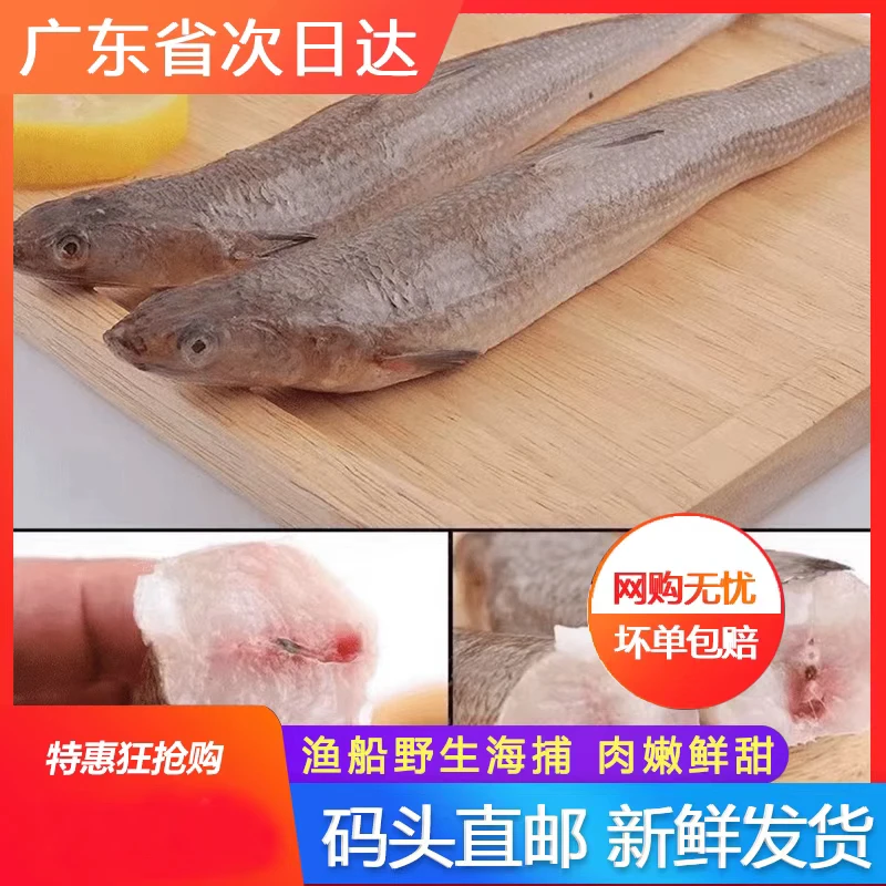 汕尾本港海捕 纯天然 新鲜海鱼 那哥鱼 海乌 中乌