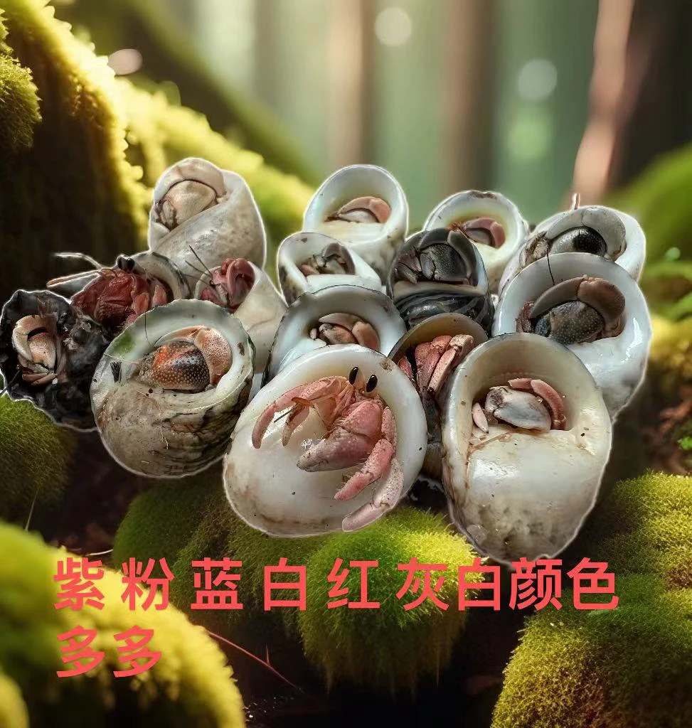 寄居蟹物品彩灰豆丁1-2厘米随机发20只 包活15只