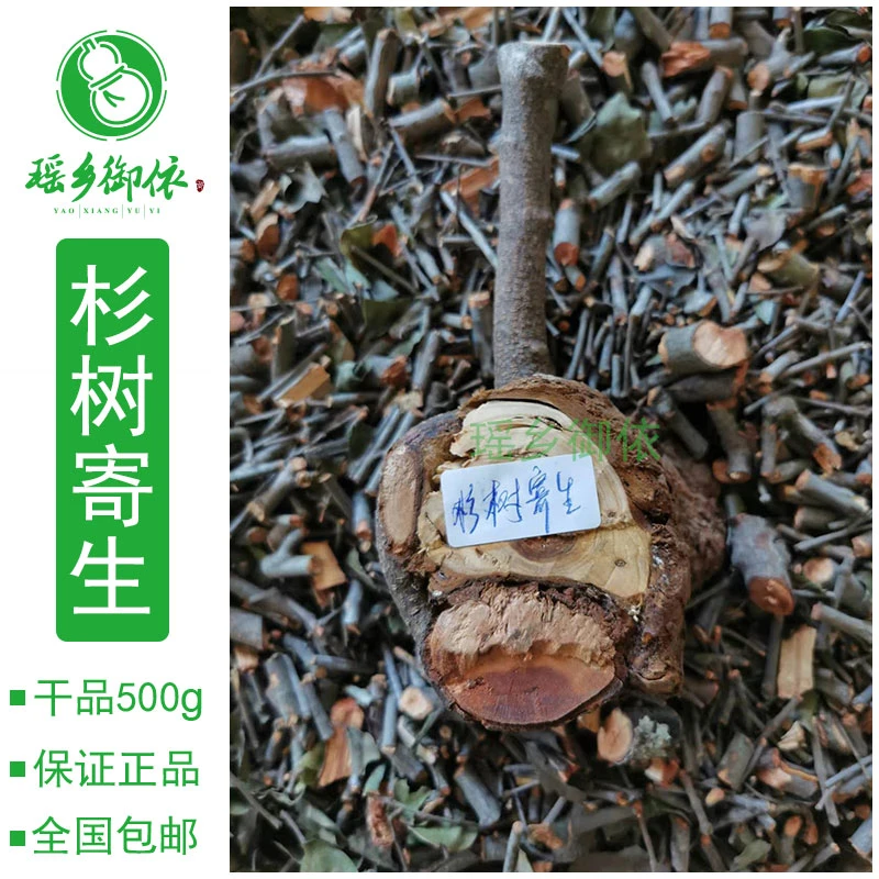 小叶杉树寄生细叶杉木寄生沙树寄生干品500g包邮广西瑶山绿植苗