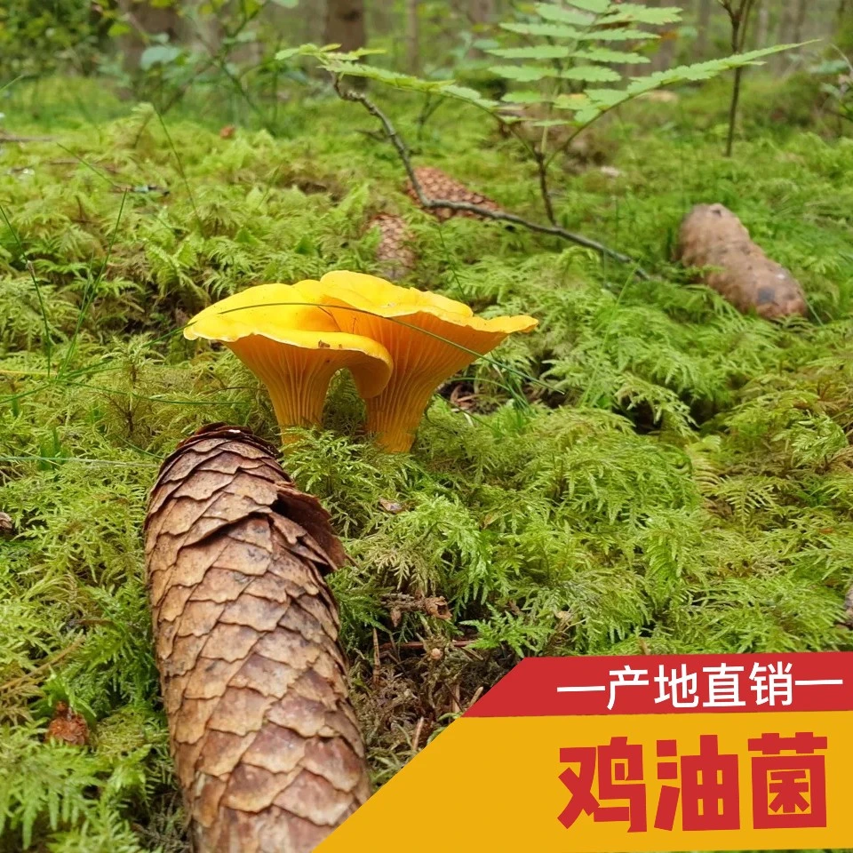 云南特产新鲜野生菌【鸡油菌】500g-1000g 顺丰冷链包邮送到家