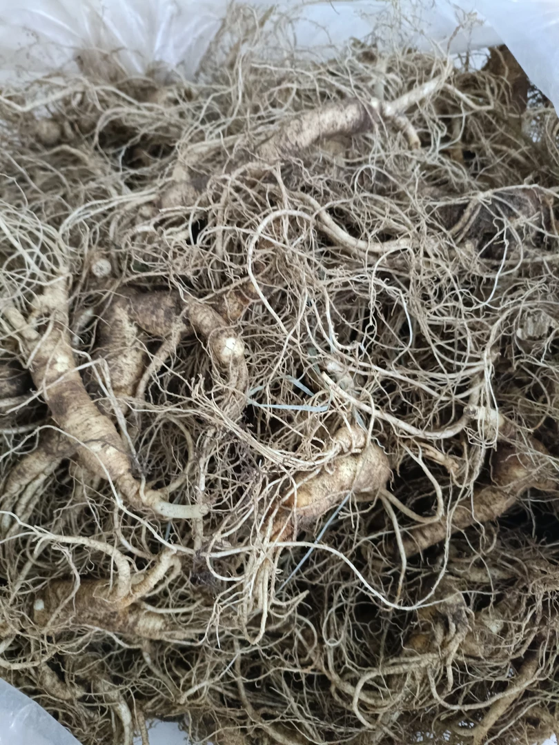 长白山特产多年生林下人参