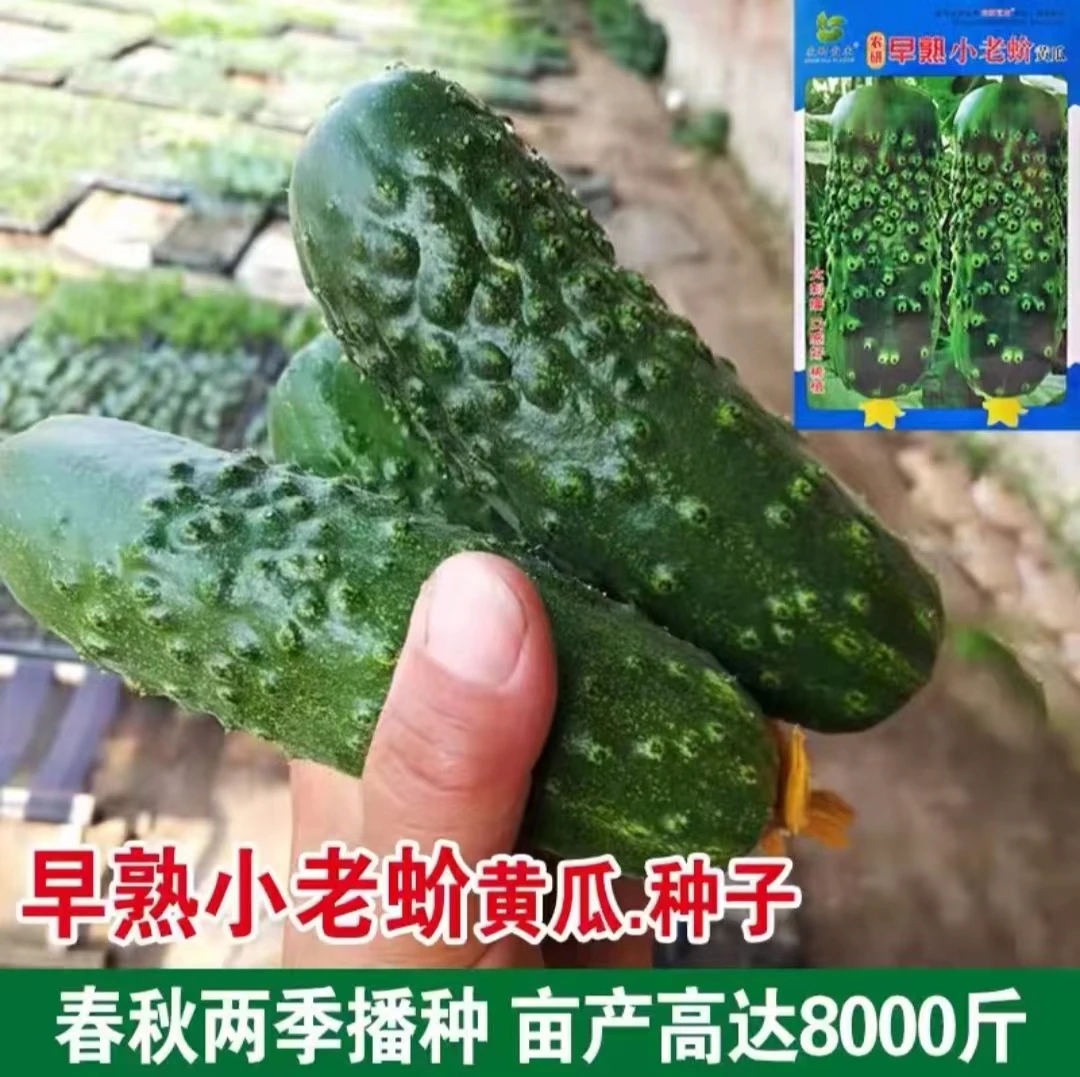 老蚧黄瓜种子（好吃恋秋）