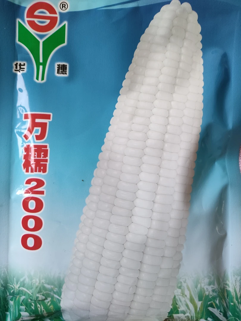 （万糯2000）拍两单送香菜种子