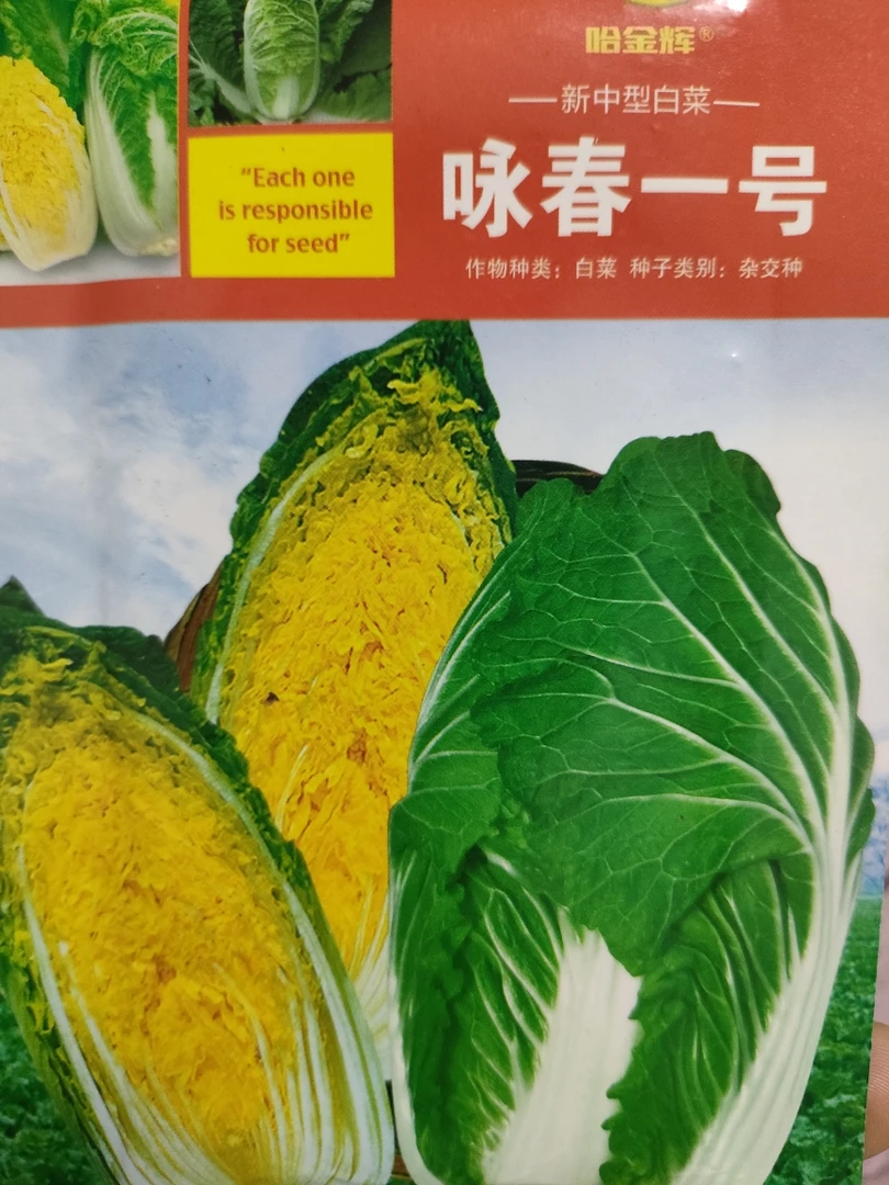 咏春一号白菜种子