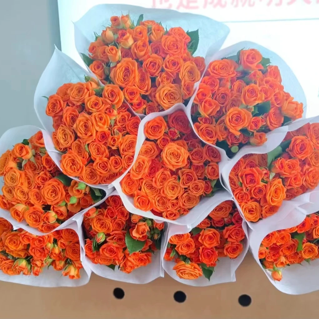 【云裳花园】多头橙芭比玫瑰泡泡鲜花云南直发--收到货先醒花哦