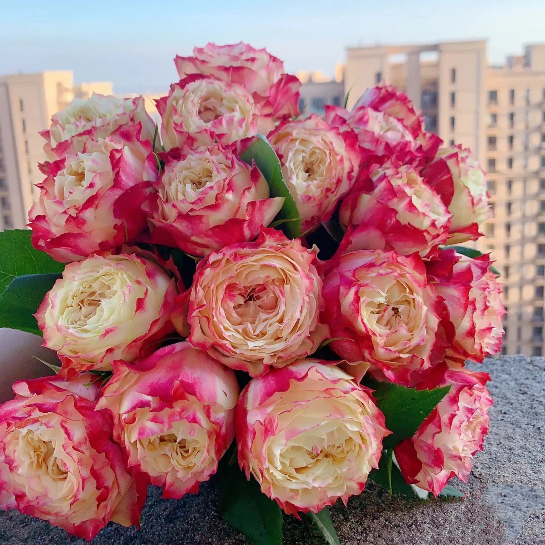 【云裳花园】苹果杰克玫瑰花云南基地冷链直发--收到货带包装醒花哦