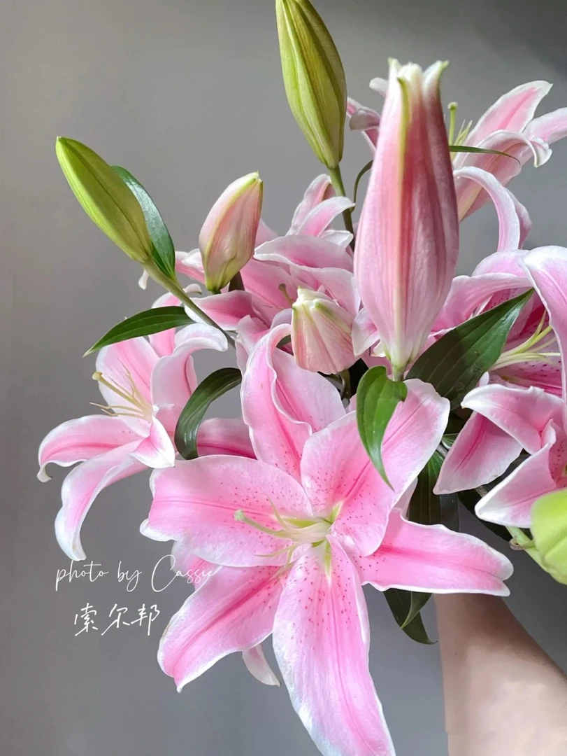 【云裳花园】索尔邦香水粉百合鲜花叶子基地直发花材包邮送保鲜剂
