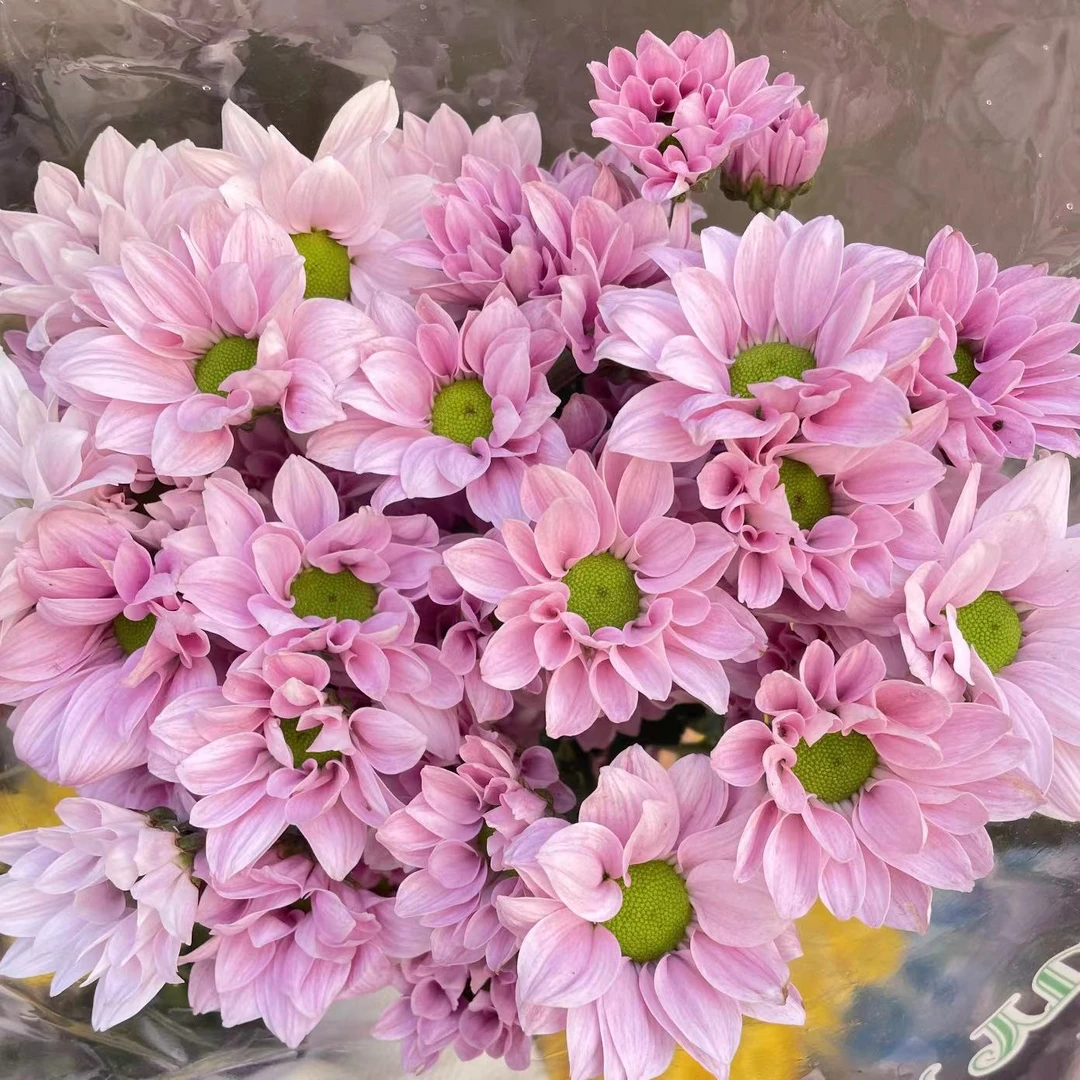 【云裳花园】多头小雏菊鲜花水养插瓶云南基地直发--收到货先醒花哦