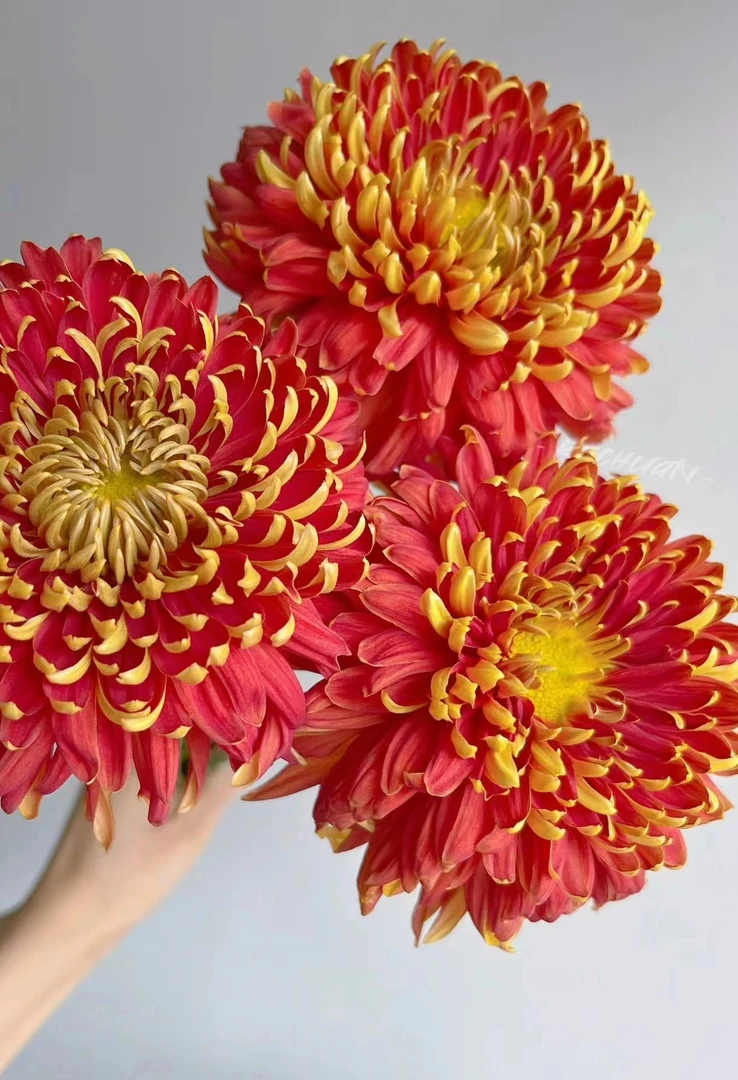 金牡丹 菊花盆栽绿植种植养好发货简单易养喜阳喜水云南基地直发