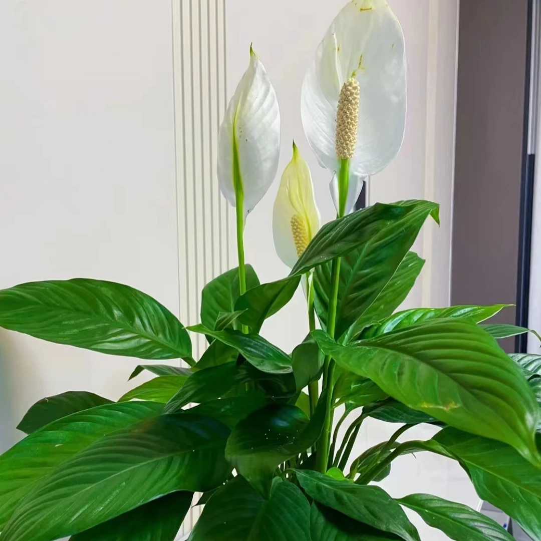 水培白掌一帆风顺绿植养护水养 简单绿植好看花期长 云南基地直发