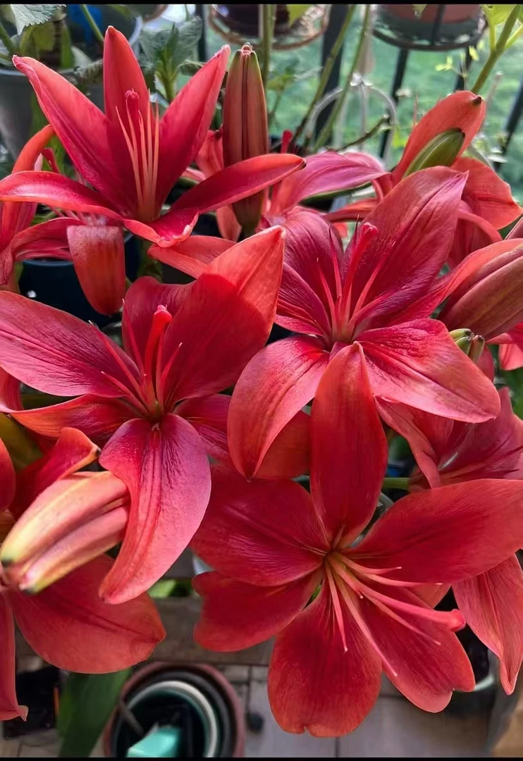 百合 红色盆栽百合绿植盆栽简单易养浓香型颜值高 云南基地