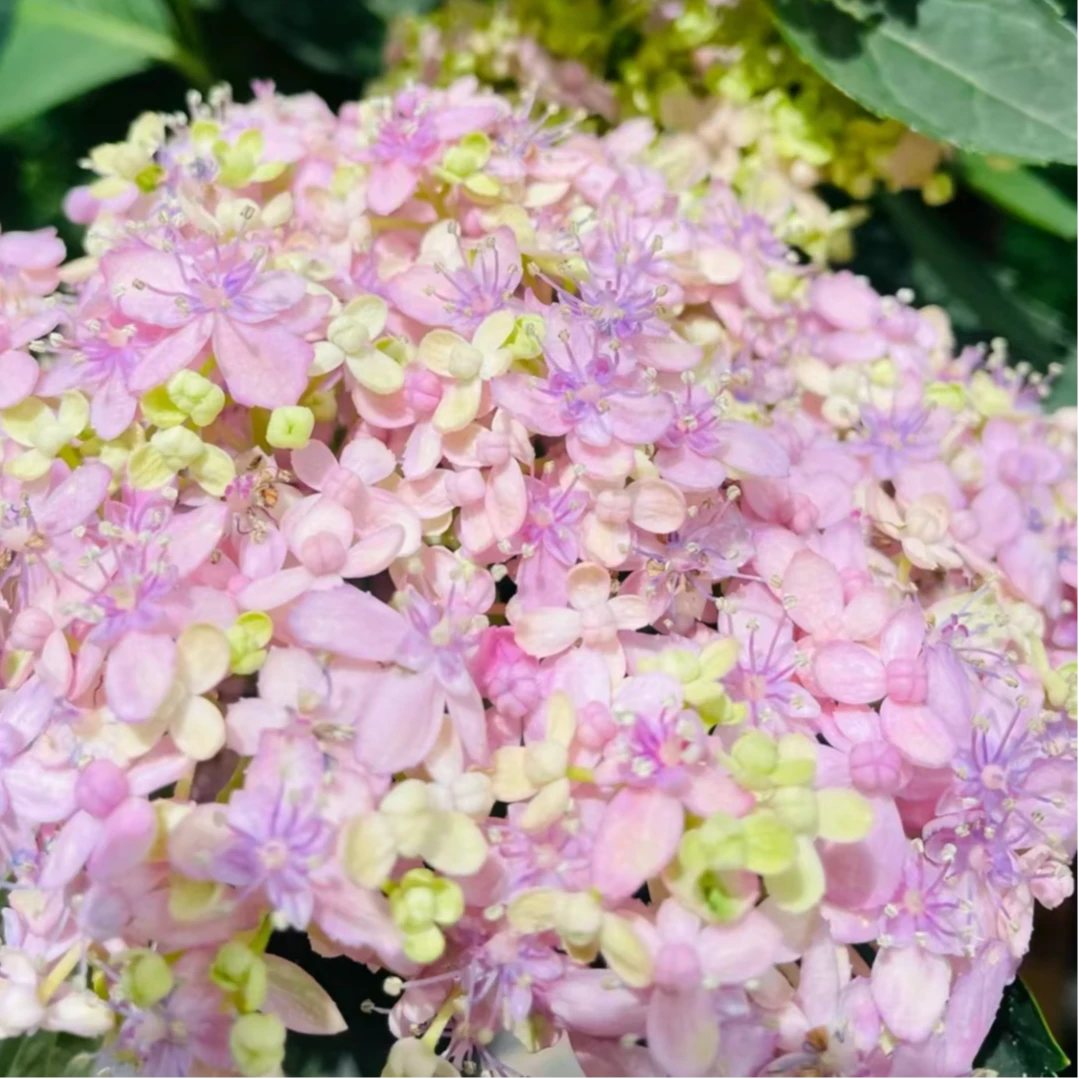 三河千鸟 绿植盆栽 简单易养 喜阳喜水 云南基地直发 高端绿植