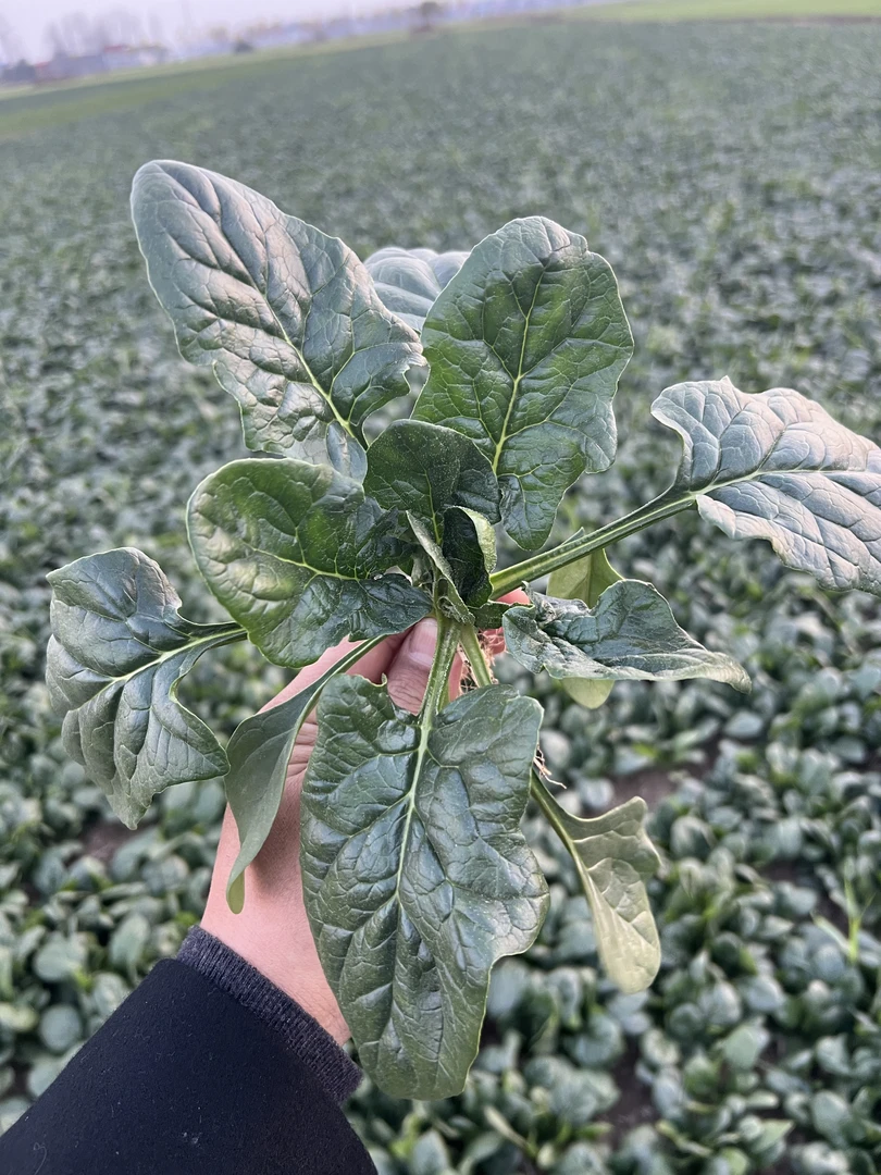 【现挖小菠菜】露天菠菜矮杆黑木耳趴地虎河南特产新鲜现挖现卖霜打