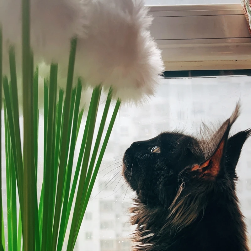 尾巴叔叔逗猫棒蒲公英爱猫玩具互动游戏弹性白色猫咪玩耍