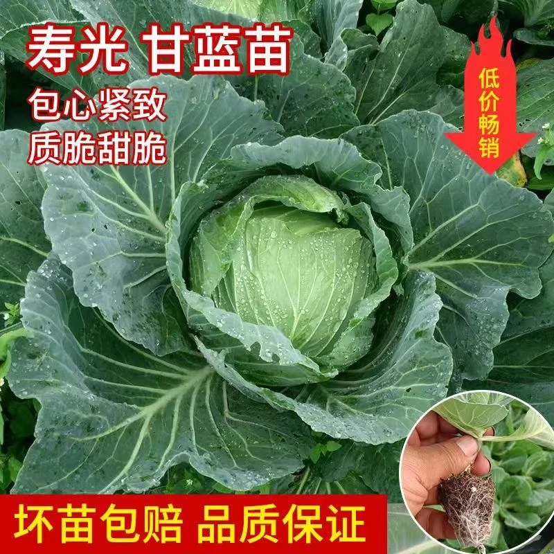 甘蓝秧苗卷心菜苗水果甘蓝苗薄皮脆甜蔬菜大头包心菜苗耐寒秧苗