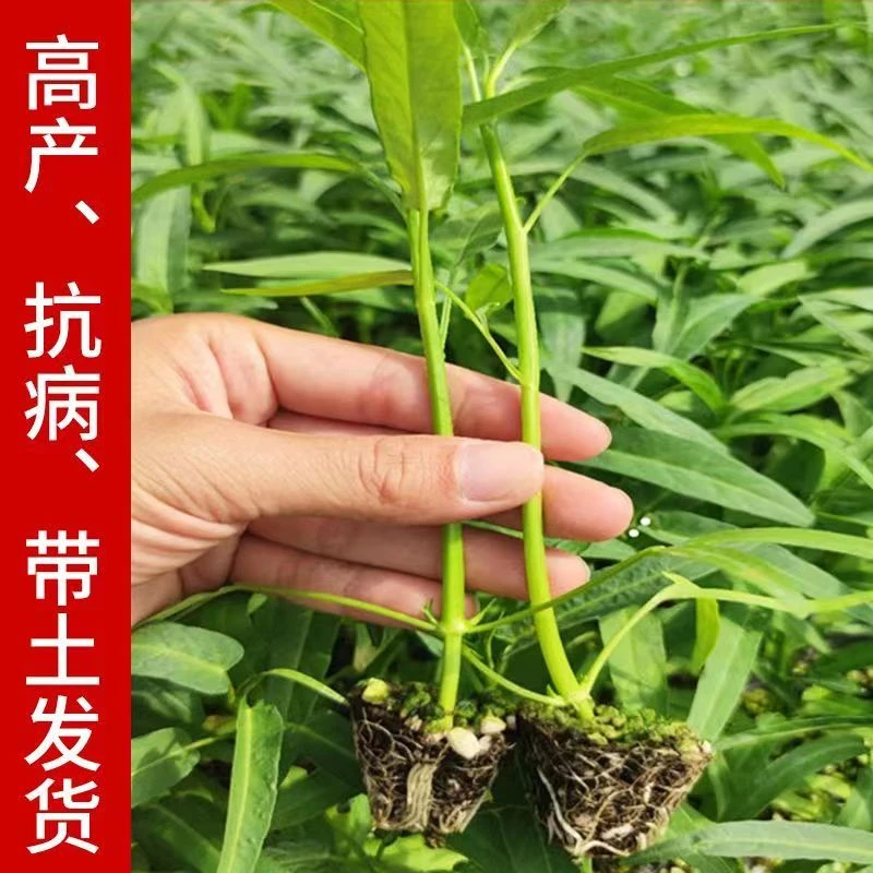 耐高温空心菜三叉空心菜通心菜多茬采收庭院阳台蔬菜秧苗