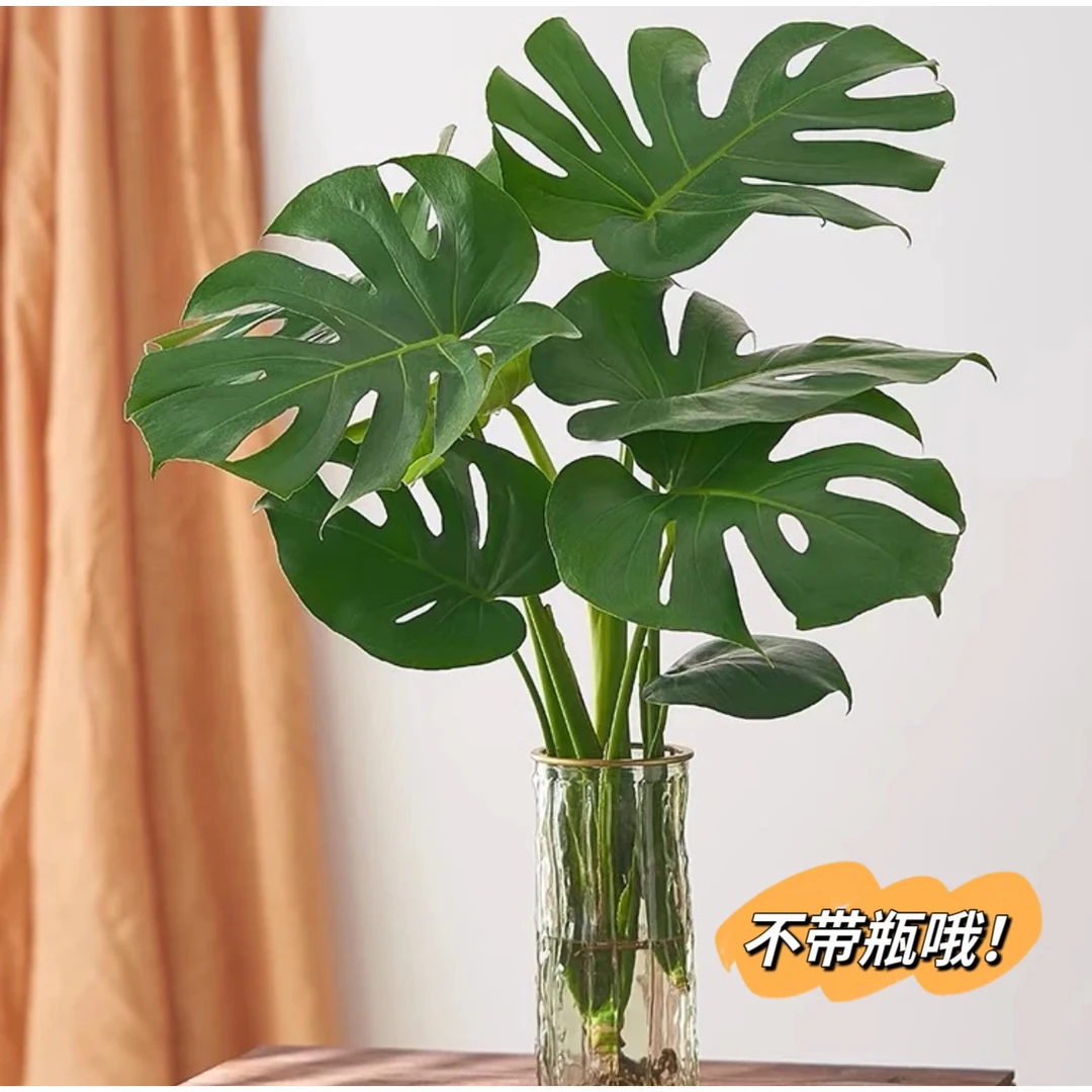 【买一送一】老桩龟背竹水培水养室内盆栽绿植盆栽除甲醛办公室客厅