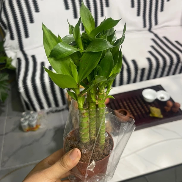 步步高富贵竹土培（限单）
