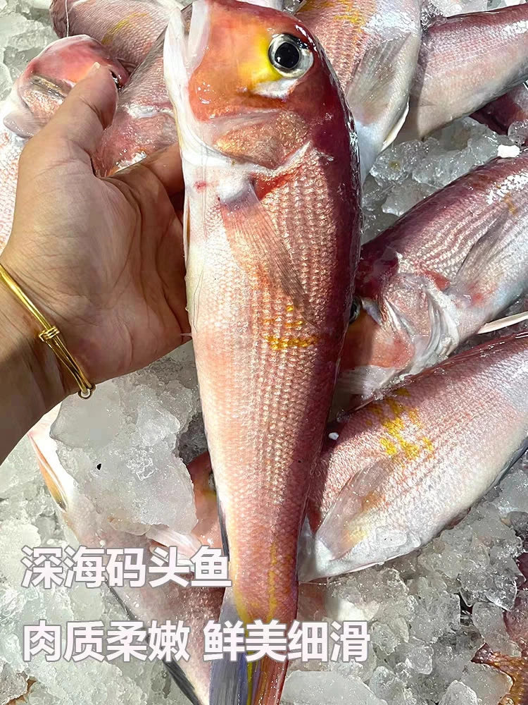 马头鱼9条   共3斤 广东茂名博贺港发货  自家渔船 新鲜