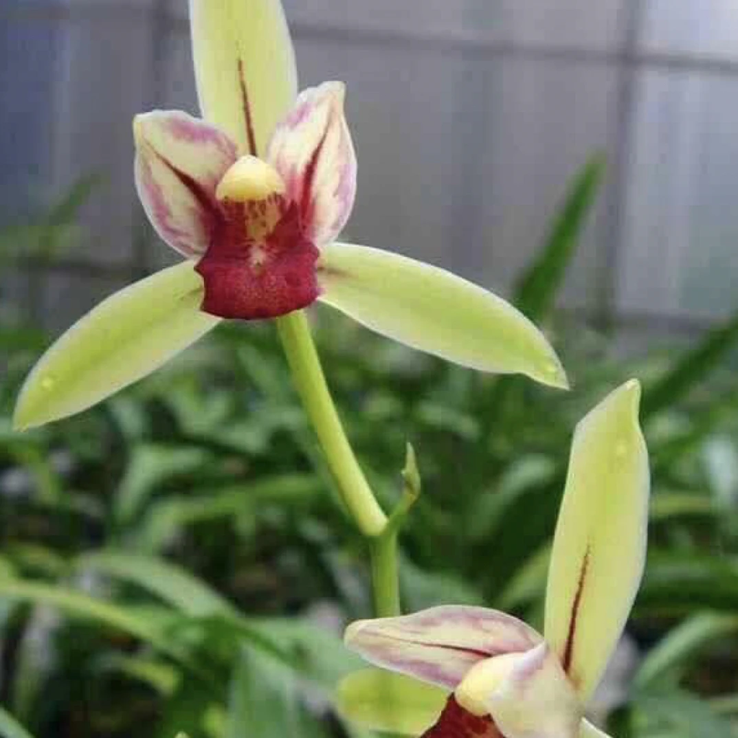 春兰蕙兰建兰莲瓣兰寒兰，直播间一物一拍专用链接（请勿自行下单