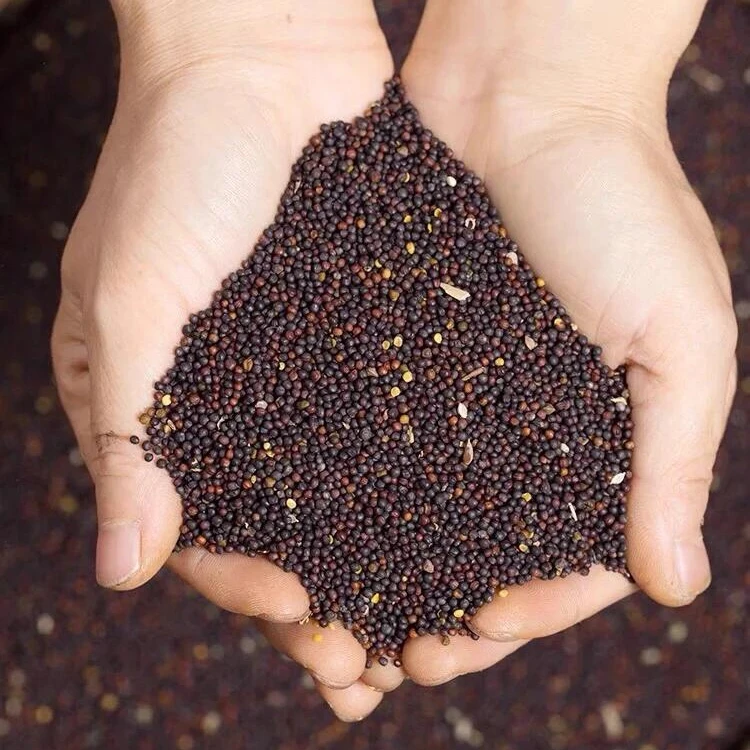 【优质农家油菜籽】油菜籽无杂质现场云压榨现榨4人团农家菜籽油