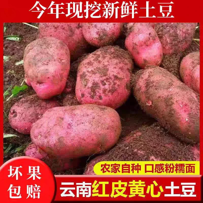 云南高原红皮黄心小土豆3斤5斤9斤马铃薯皮薄细腻农家称重清香