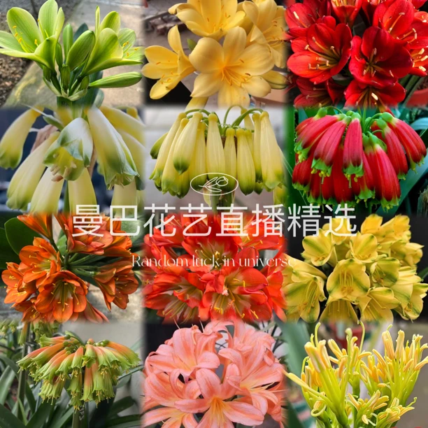曼巴君子兰1号链接各种精品(以直播间为准一物一拍)