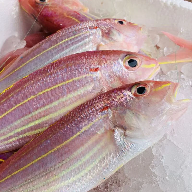 广东新鲜金丝鱼【1斤2-3条到手4斤】