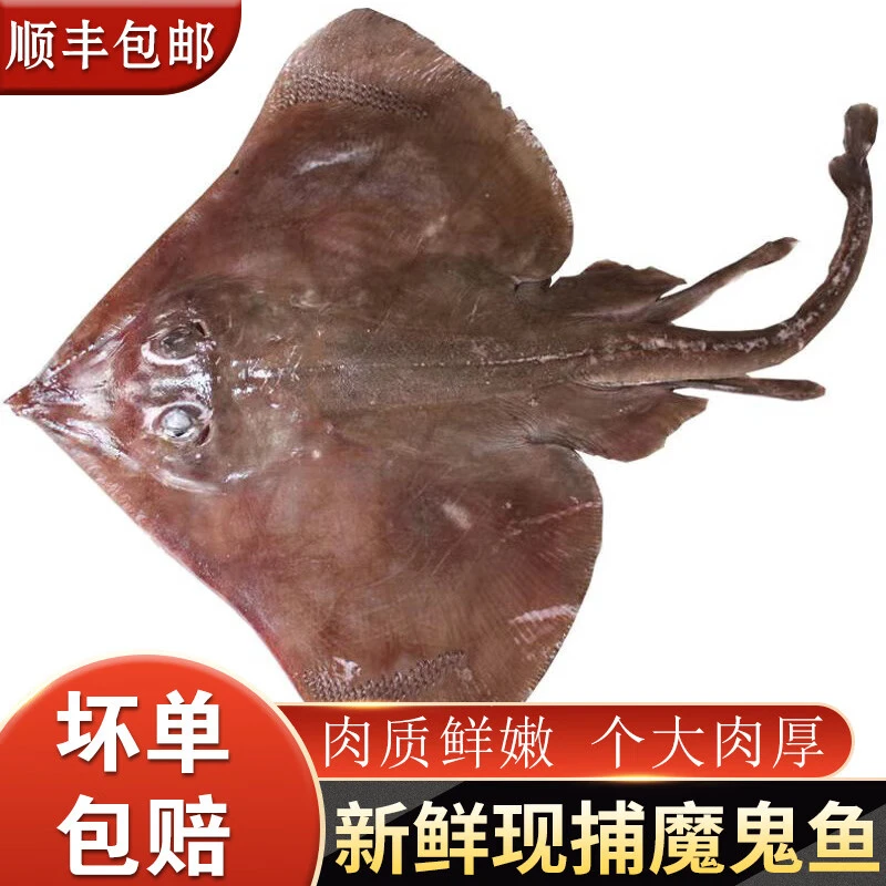 【冰鲜】超大魔鬼鱼老板鱼2-斤/条整条老板鱼魔鬼鱼瑶鱼劳板甜虾