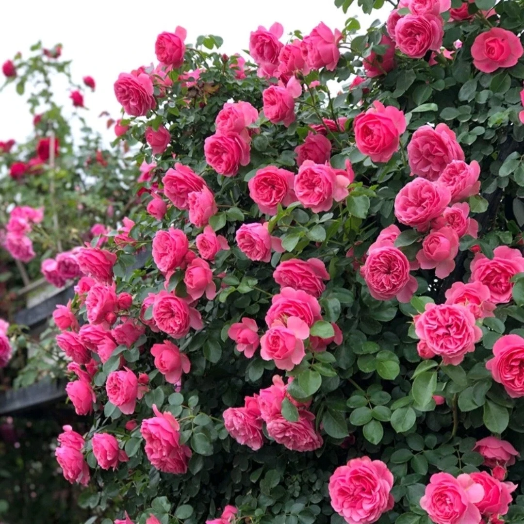 粉色达芬奇爬藤月季花苗 四季勤花耐寒品种