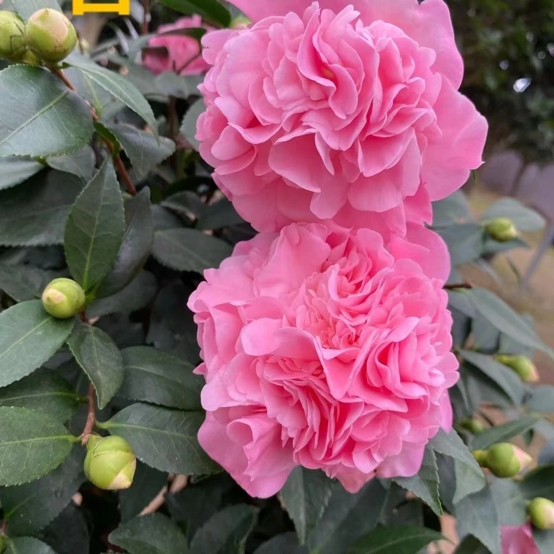 香妃 四季茶花耐寒地栽盆栽阳台庭院花卉绿植