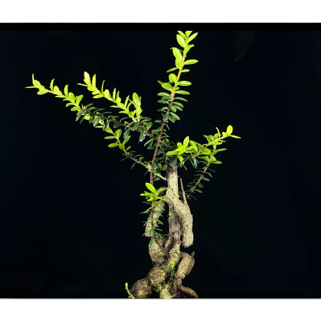 观赏【一物一拍 】云南特产盆景 五翅梅米叶吊金钟 树萝卜 山乌龟