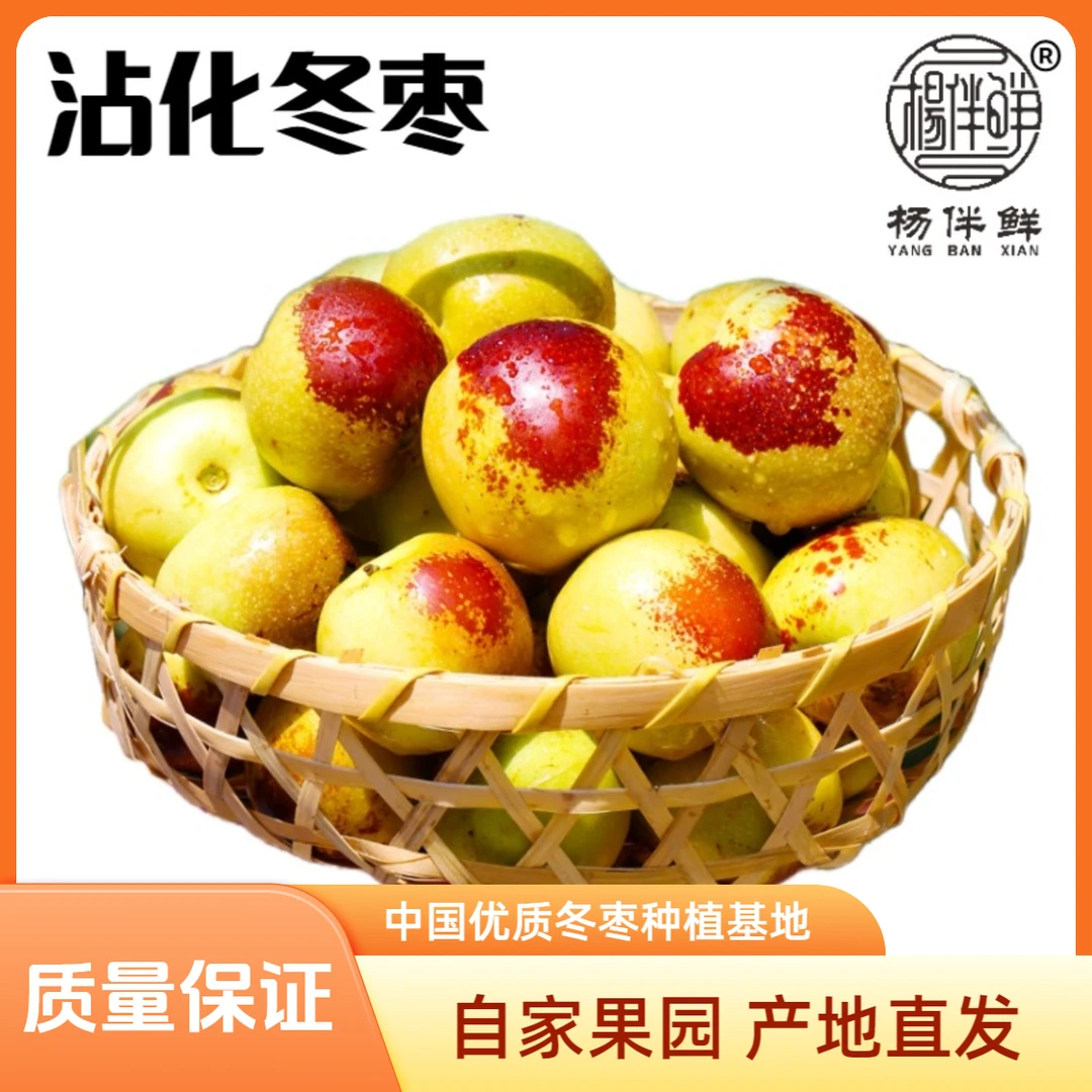 杨伴鲜【沾化冬枣】正宗沾化大棚冬枣 自家果园 源头发货 产地直销