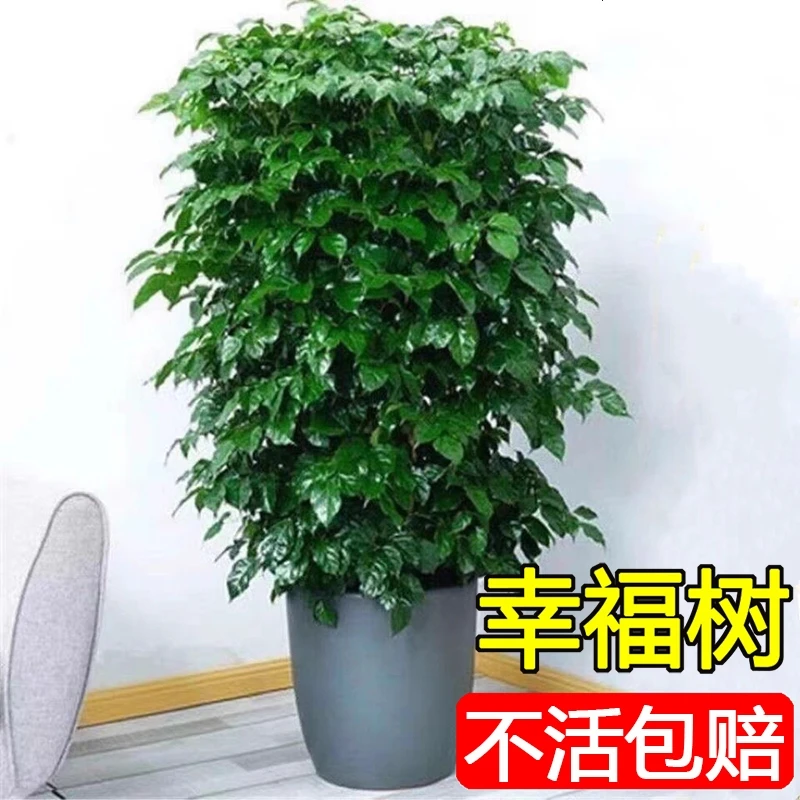 幸福树客厅盆栽大型绿植室内办公室植物四季常青乔迁开业送礼盆景
