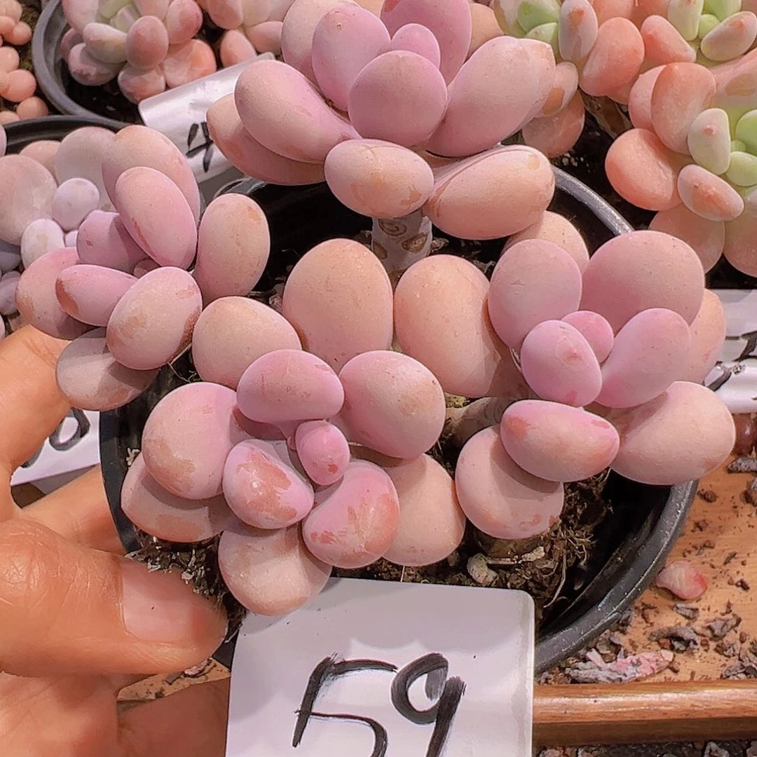 一物一拍59 号 桃蛋多肉植物