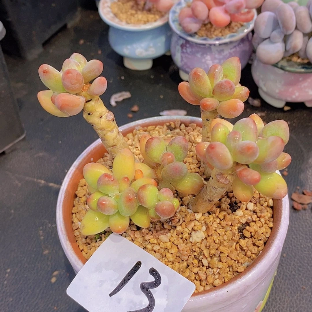 【闪购商品】一物一拍13