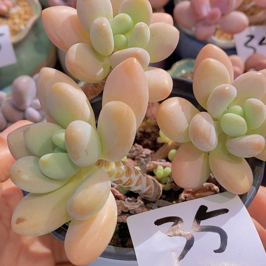【闪购商品】一物一拍35