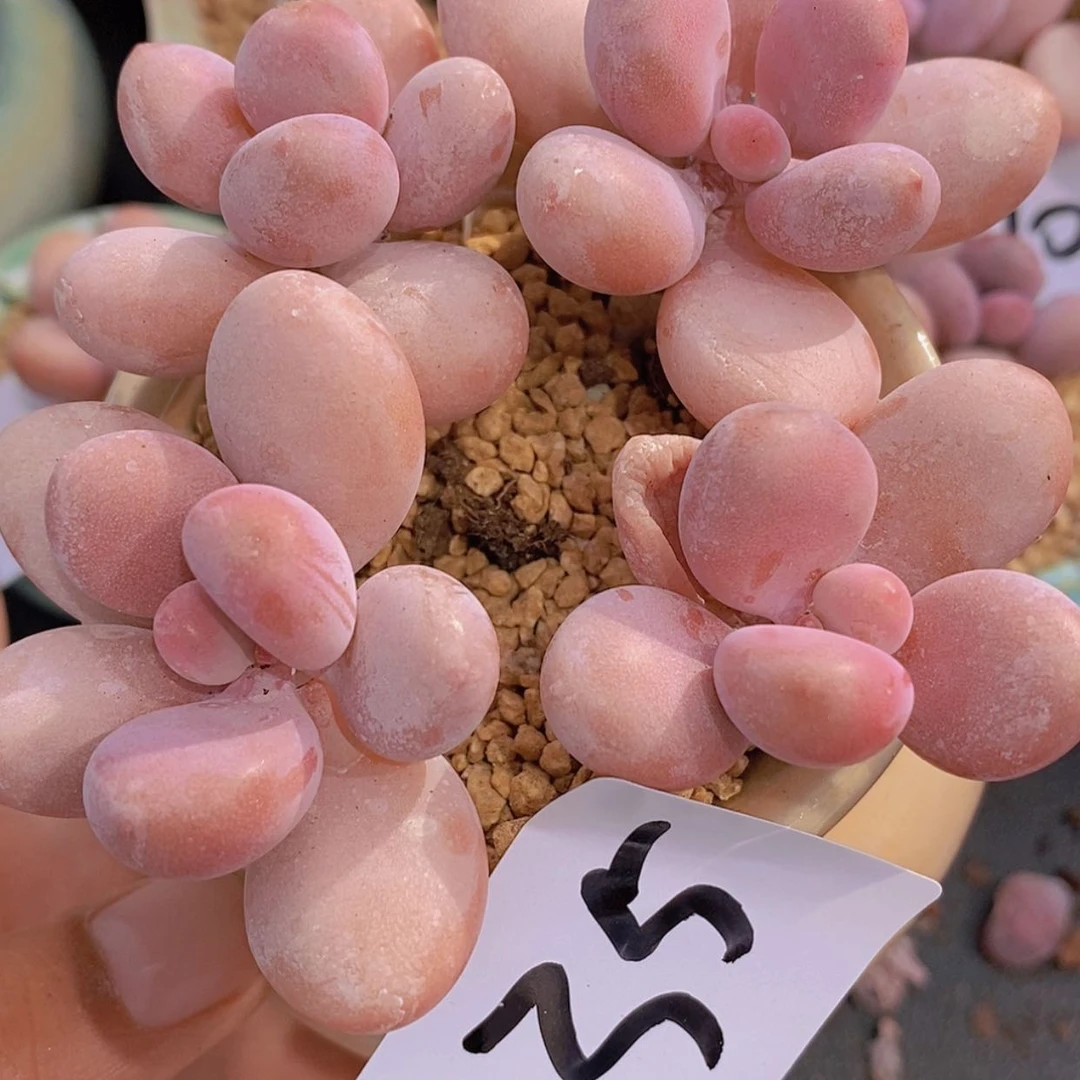 【闪购商品】一物一拍35
