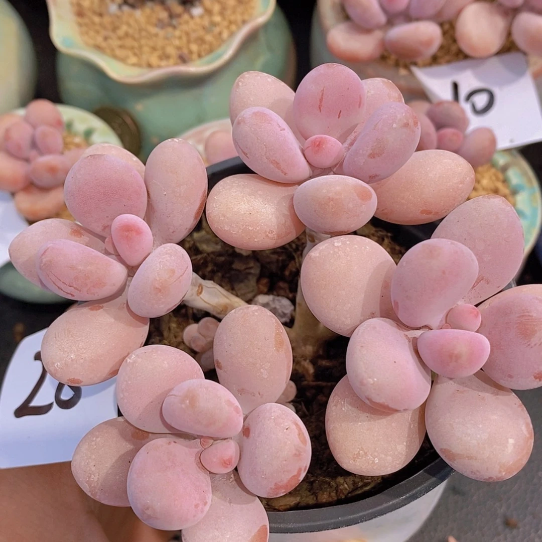 【闪购商品】一物一拍28