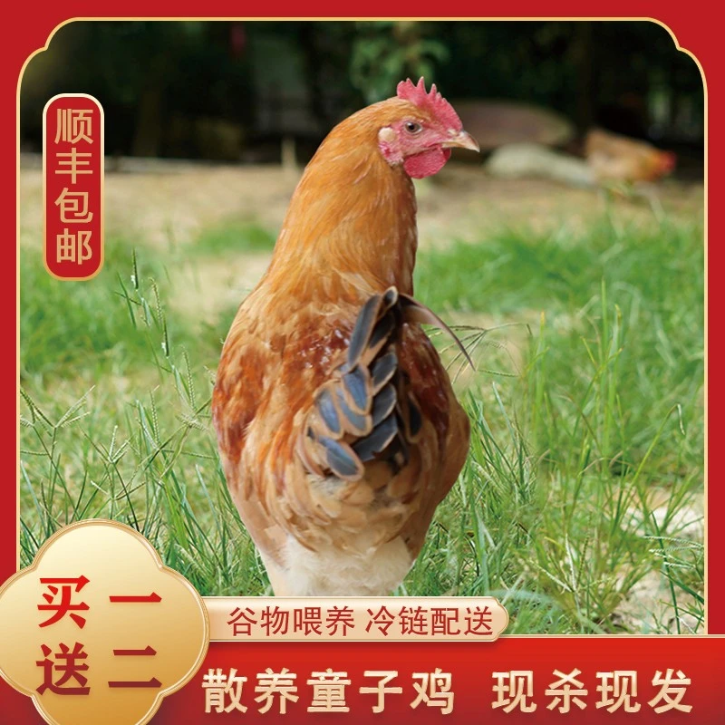 【放鹅娃家】农家放养黄脚童子鸡 肉质鲜嫩 净膛发货3只净重4.5斤