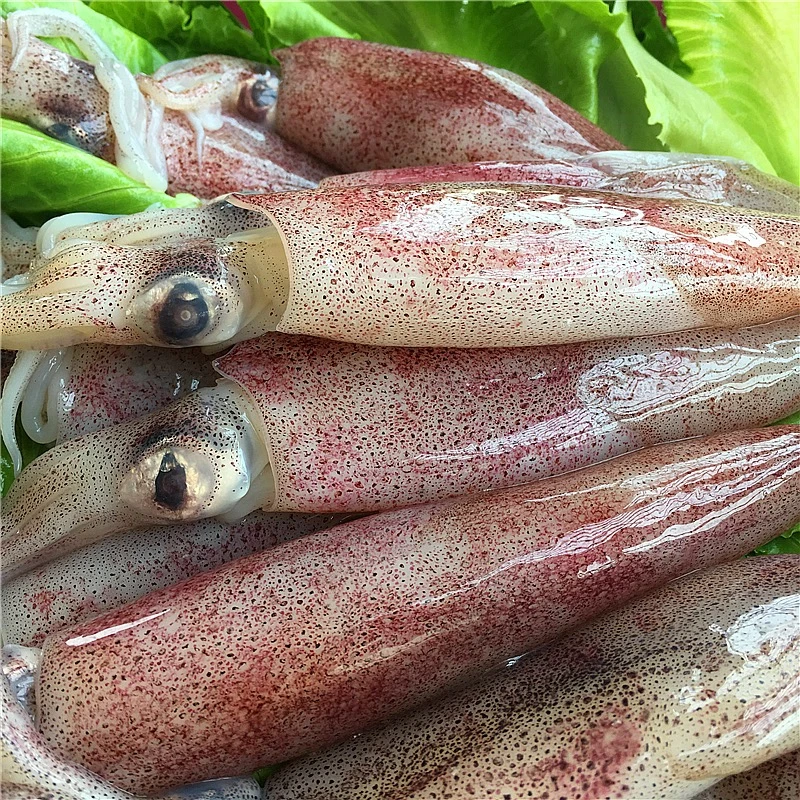 【高峰海鲜】笔管鱿鱼1KG袋装