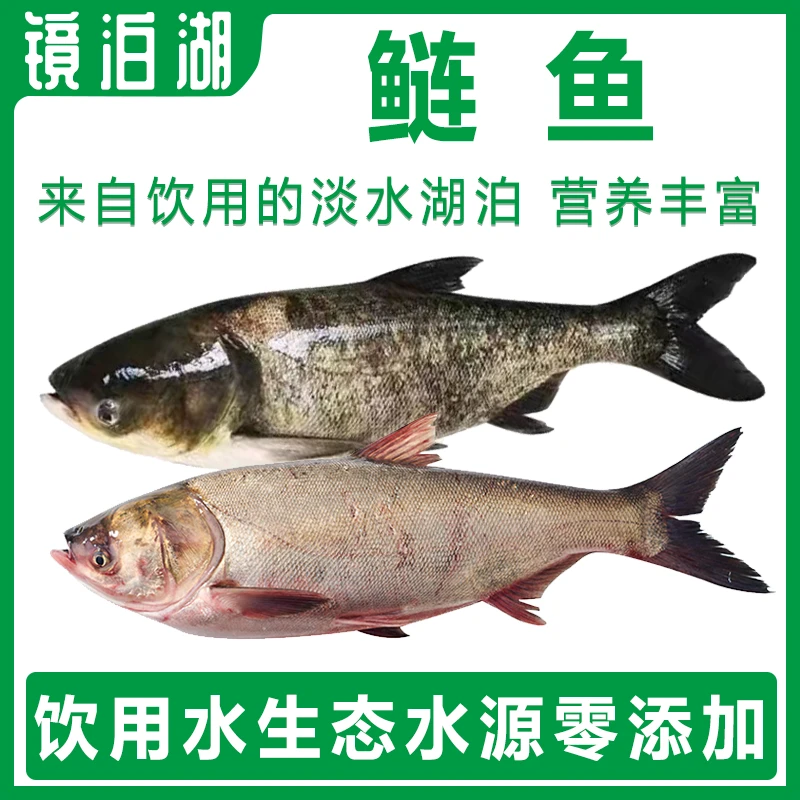 镜泊湖湖食用水产生态鲜活花鲢鱼白鲢胖头鱼肉质鲜嫩美味淡水速冻