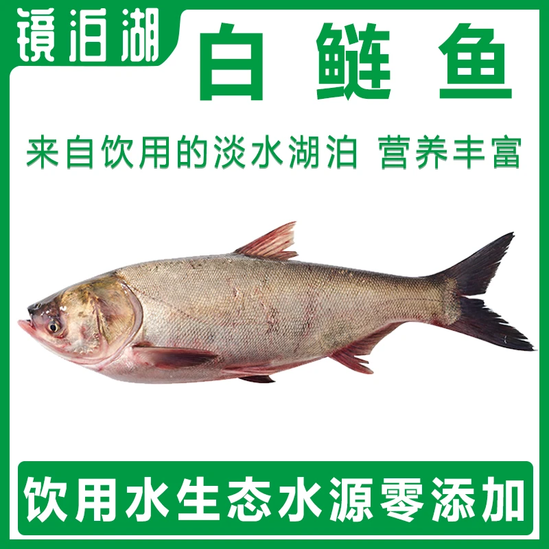 镜泊湖湖食用水产生态鲜活白鲢鳙胖头鱼肉质鲜嫩美味淡水鲢鱼速冻