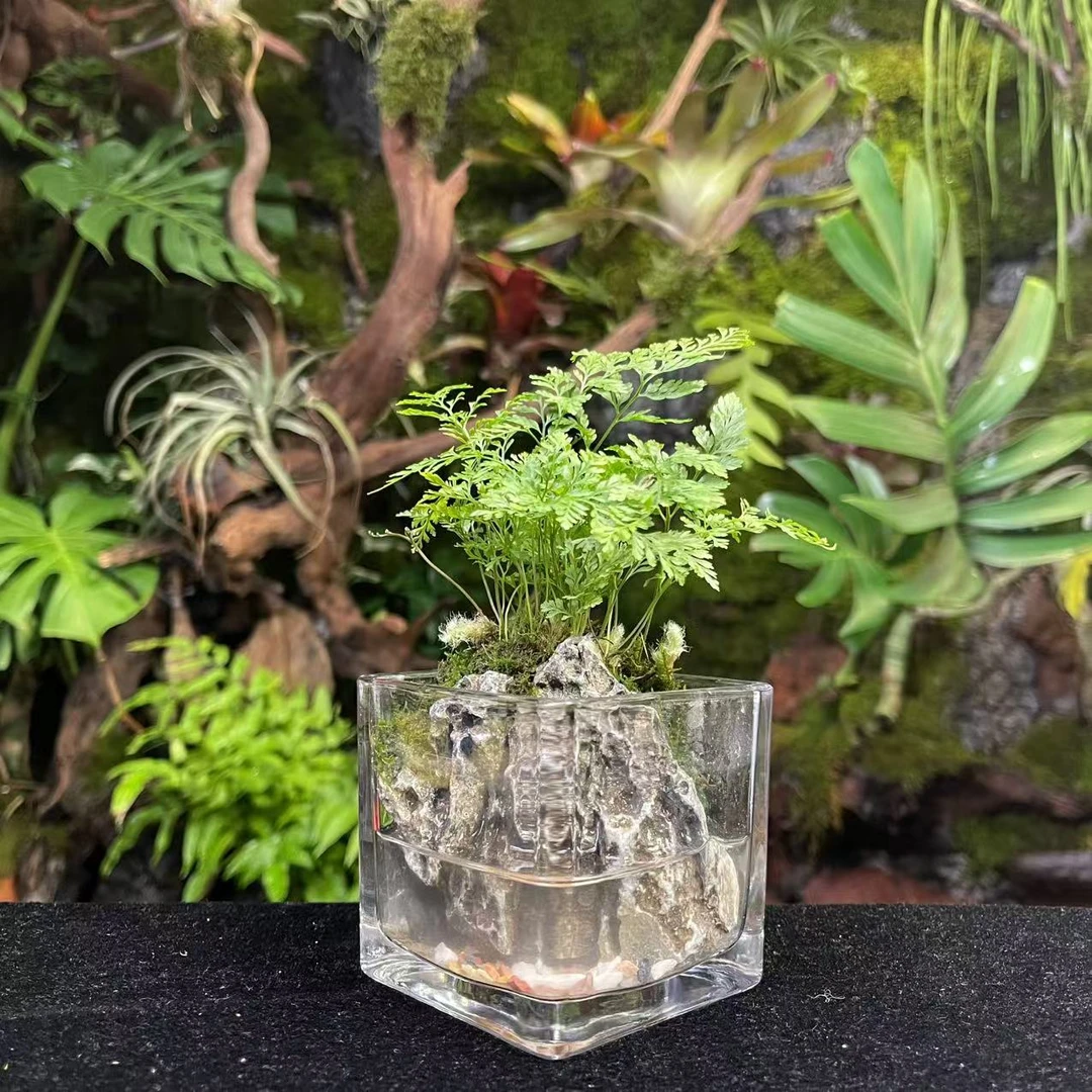 林隐秘境【石来运转】青龙石微景观8*8