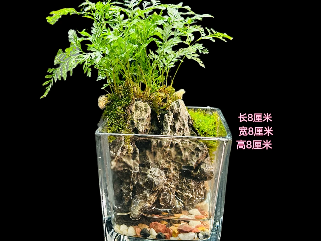 林隐秘境【石来运转】青龙石微景观8*8