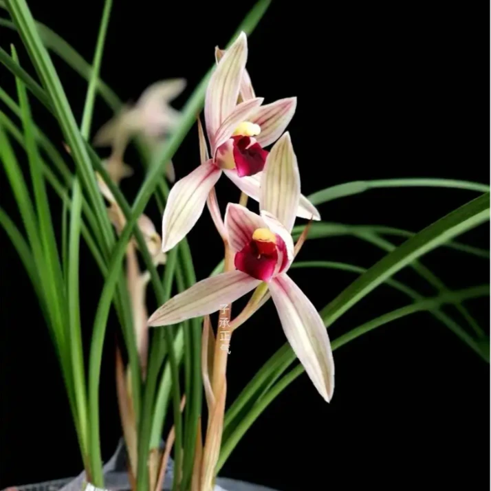 直播间兰花一物一拍（请勿私拍）