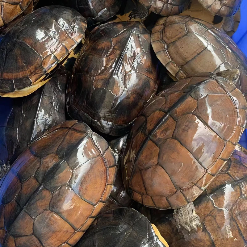 石金钱龟1.5斤-1.9斤  45元一个 外池冷水养殖 10年老石龟 南石龟