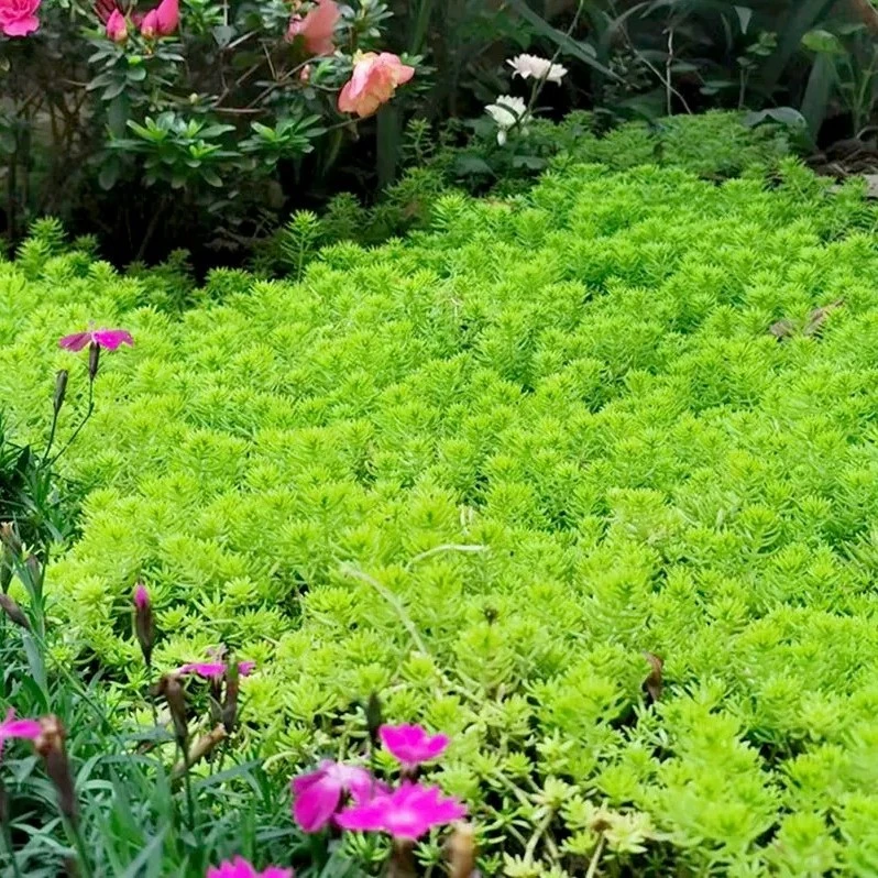 佛甲草屋顶绿化庭院草坪耐寒耐寒四季常绿金叶中华景天佛甲草苗