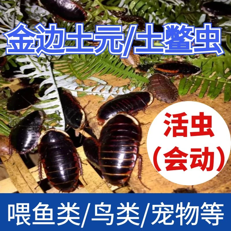 金边土元活虫爬宠土鳖虫高蛋白饲料龙鱼蜘蛛蜥蜴龟粮蝎子鸟类守宫