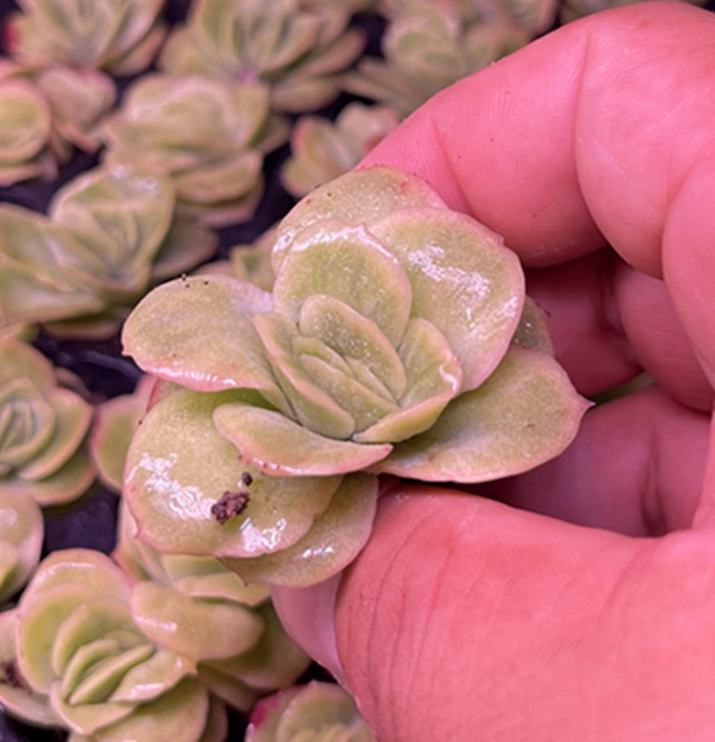 （满9.9元包邮）精控冰玫瑰锦多肉3.5厘米左右多肉植物